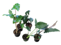 Alocasia Assortment